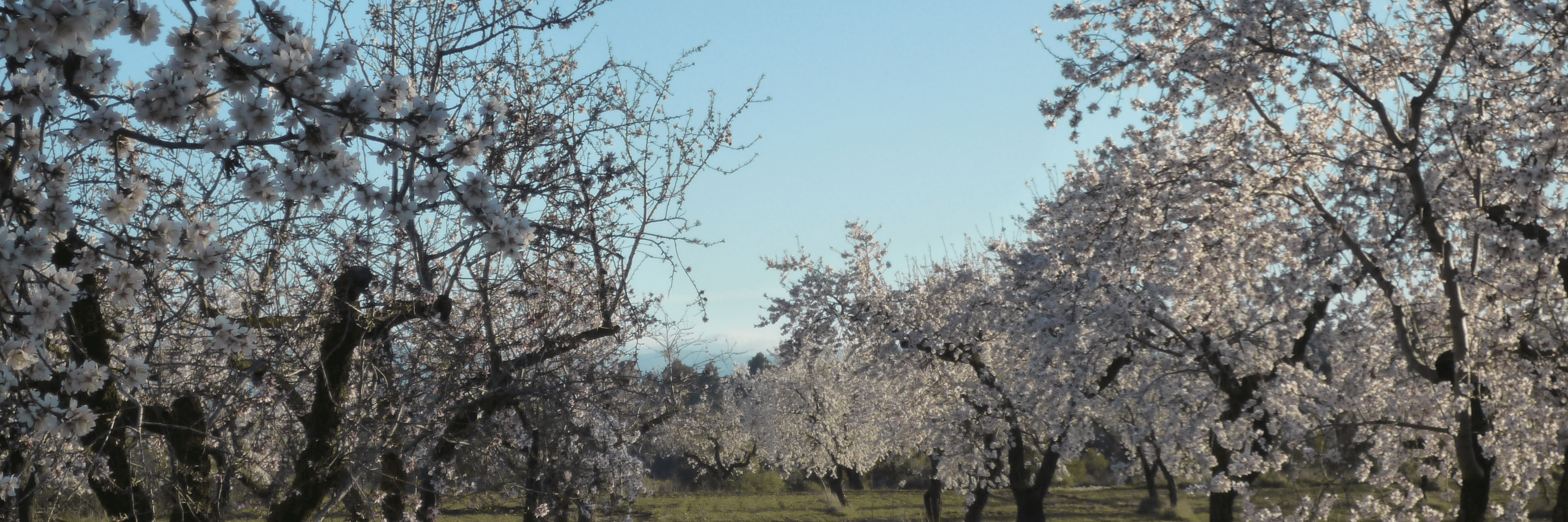 Hort l'Aubert