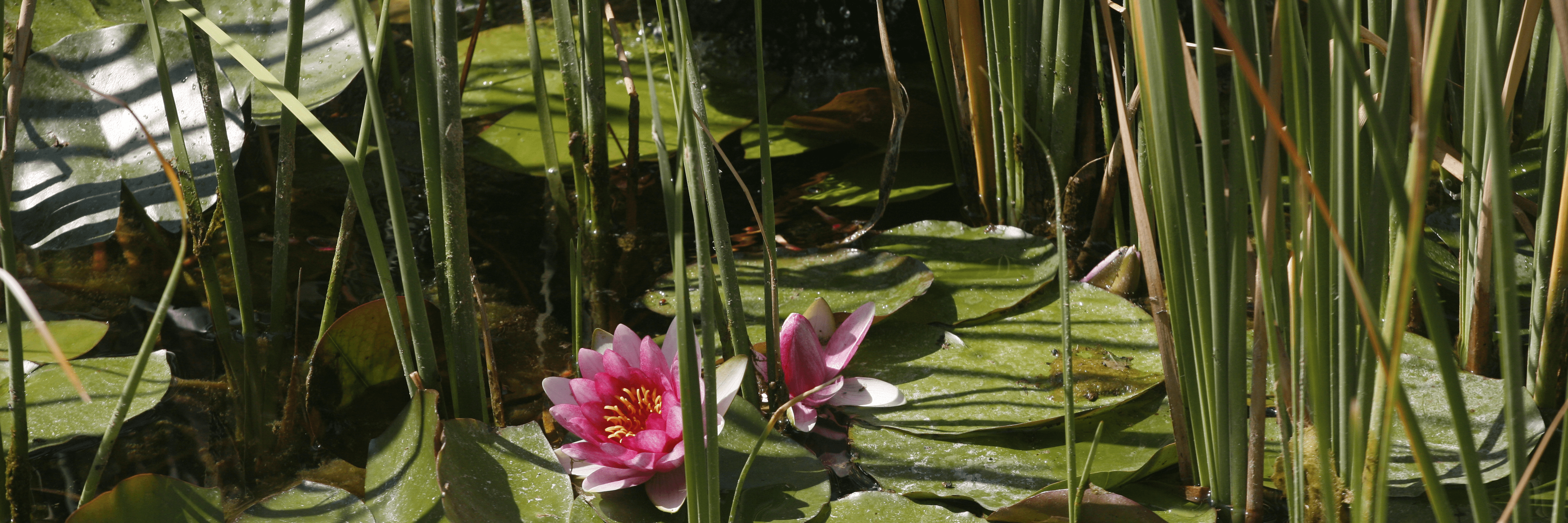 Hort l'Aubert