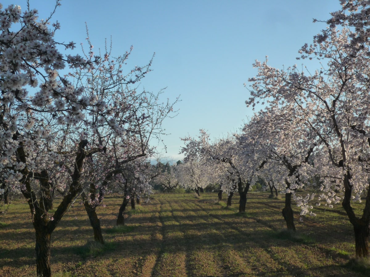 Hort l'Aubert